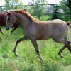 Anastasia_01_06