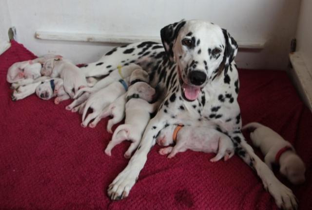 babies 4 Copy