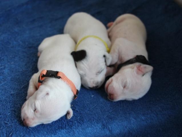 babies 8 Copy