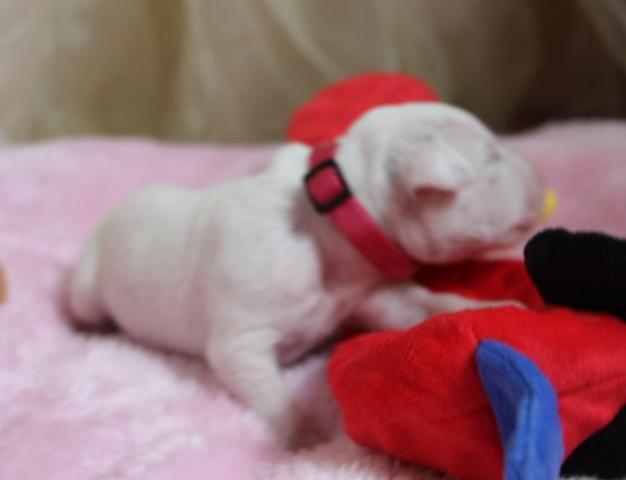 pink 3 Copy