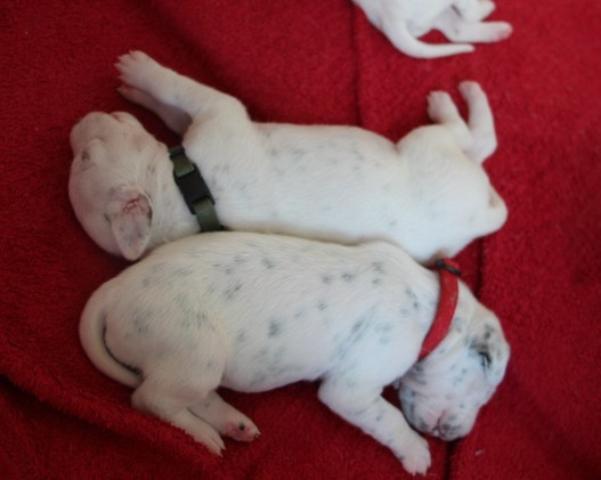 babies 10 Copy