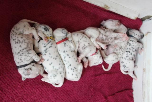 babies 4 Copy