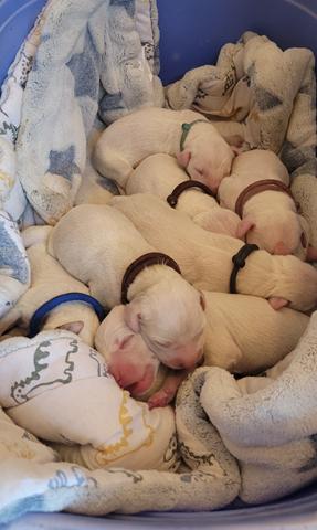 babies 12 Copy