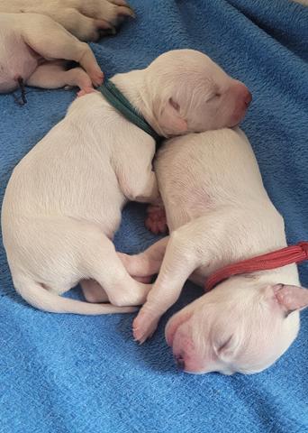 babies 4 Copy