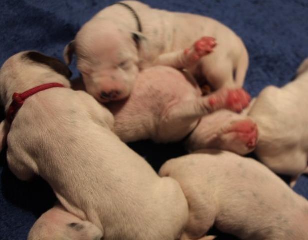 babies 12 Copy