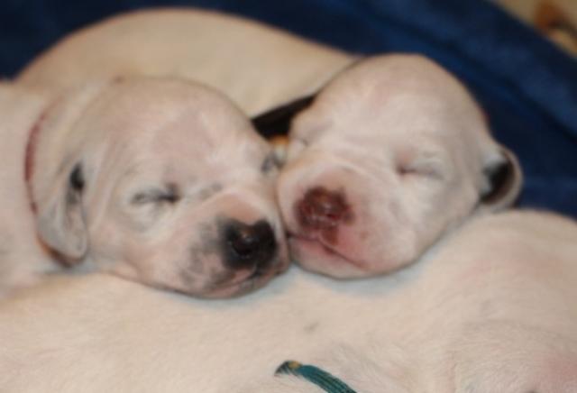 babies 18 Copy