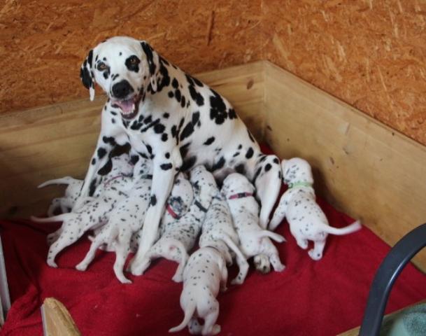 babies 4 Copy