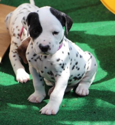lila 4 Copy