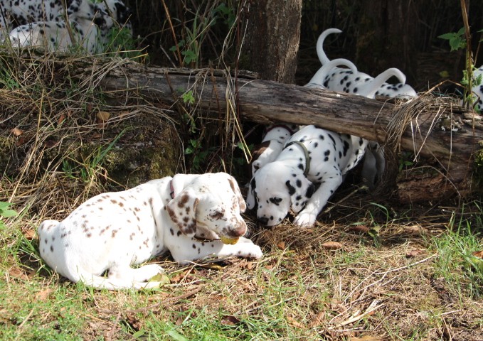 babies 4