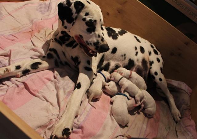 babies 4 Copy