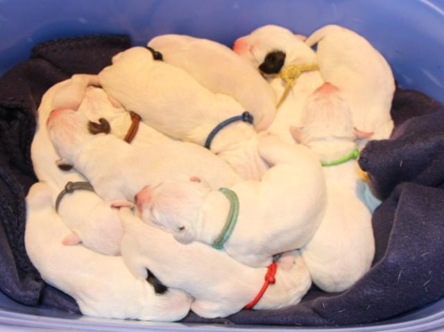 babies 8 Copy