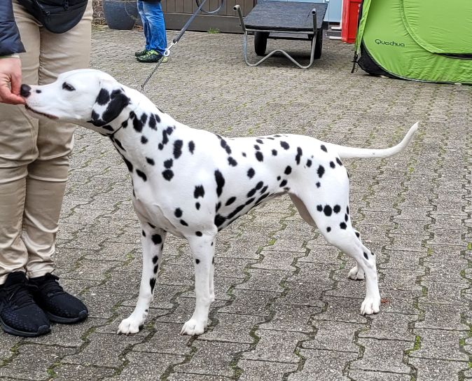 miro