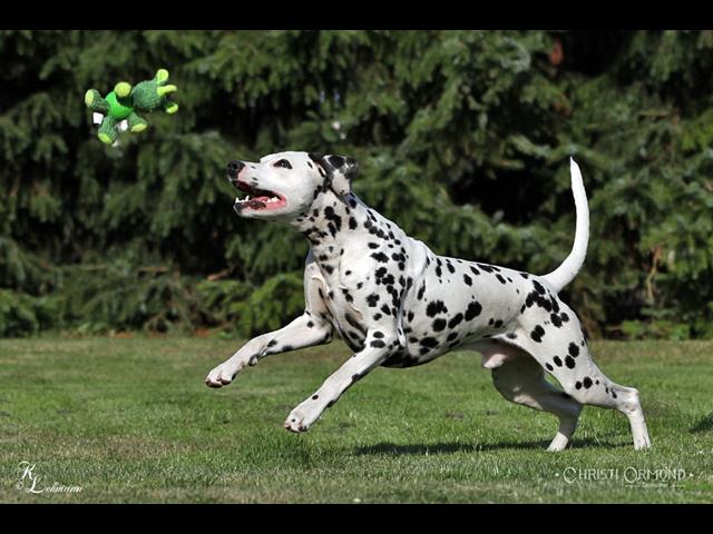 Christi ORMOND Raise Me Up 10 Copy