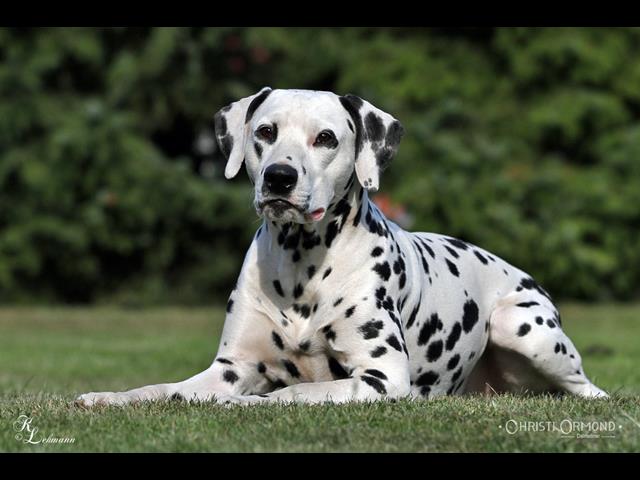 Christi ORMOND Raise Me Up 6 Copy