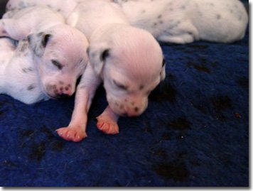 gwurfwelpenbild2woche03