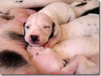 gwurfwelpenbild2woche04