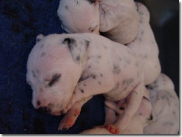 gwurfwelpenbild2woche05