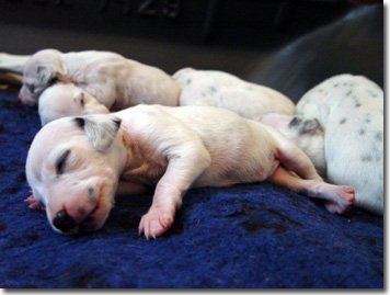 gwurfwelpenbild2woche07