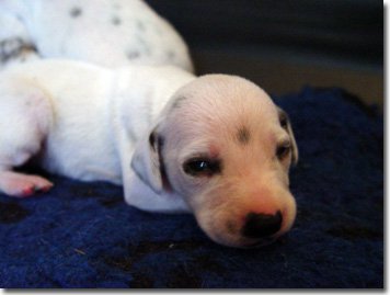 gwurfwelpenbild2woche08