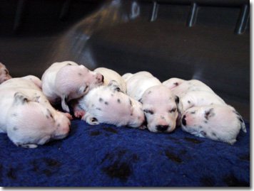 gwurfwelpenbild2woche13