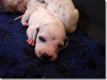 gwurfwelpenbild2woche14