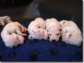 gwurfwelpenbild2woche15