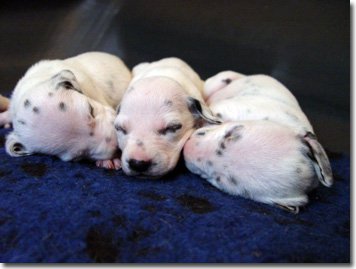 gwurfwelpenbild2woche16