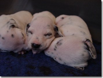 gwurfwelpenbild2woche17