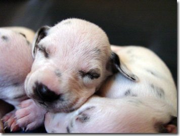 gwurfwelpenbild2woche18