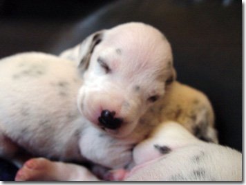 gwurfwelpenbild2woche19