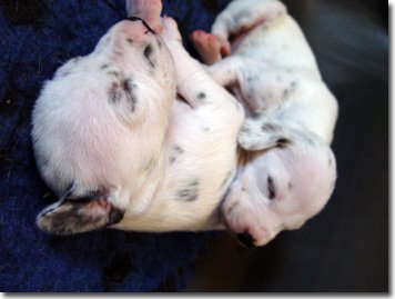 gwurfwelpenbild2woche20