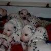 k_wurf_3_woche__14