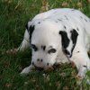 k_wurf_7_woche_108