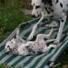 k_wurf_7_woche_110