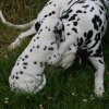 k_wurf_7_woche_117