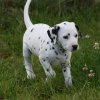 k_wurf_7_woche_119