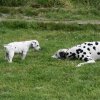 k_wurf_7_woche_12