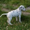 k_wurf_7_woche_135