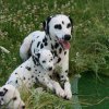k_wurf_7_woche_138