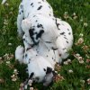 k_wurf_7_woche_140