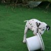 k_wurf_7_woche_144
