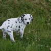 k_wurf_7_woche_145