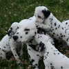 k_wurf_7_woche_157