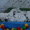 k_wurf_7_woche_160