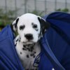 k_wurf_7_woche_161