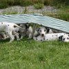 k_wurf_7_woche_17
