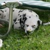 k_wurf_7_woche_23