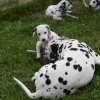 k_wurf_7_woche_25