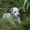 k_wurf_7_woche_33