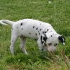 k_wurf_7_woche_47